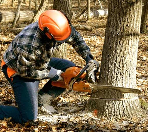 Tree Removal in Check, VA